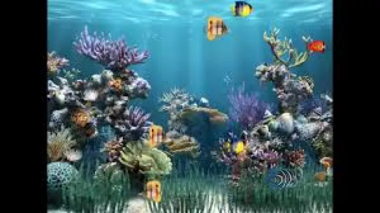 A privi indelung pestii inotand intr-un acvariu are efecte pozitive