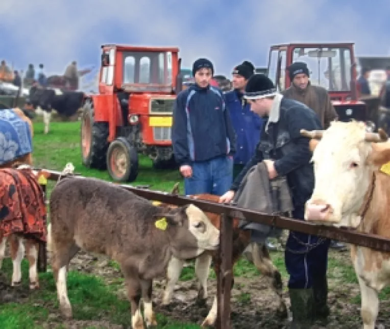 Animalele din localitatile inundate, vaccinate impotriva antraxului