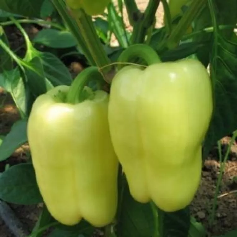 Dieta Sonoma pune accentul pe alimente naturale si pline de savoare