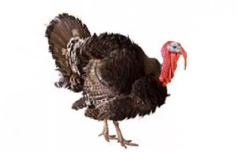 Magda Marincovici a aflat de la profesorul doctor Gheorghe Mencinicopschi efectele curcanului cu antibiotice: alergii, soc anafilactic, cancer, prabusirea sistemului imunitar