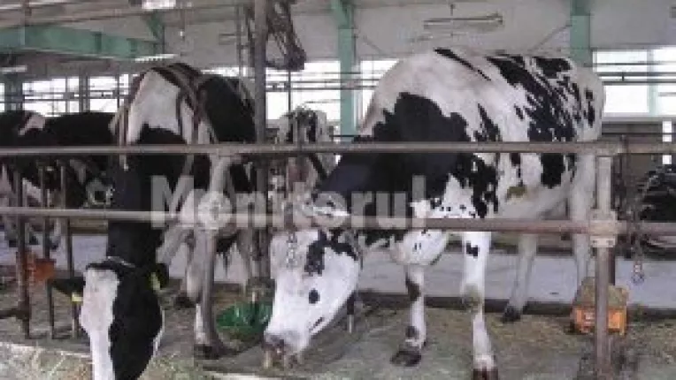 Peste 10 milioane de litri de lapte aruncati la porci