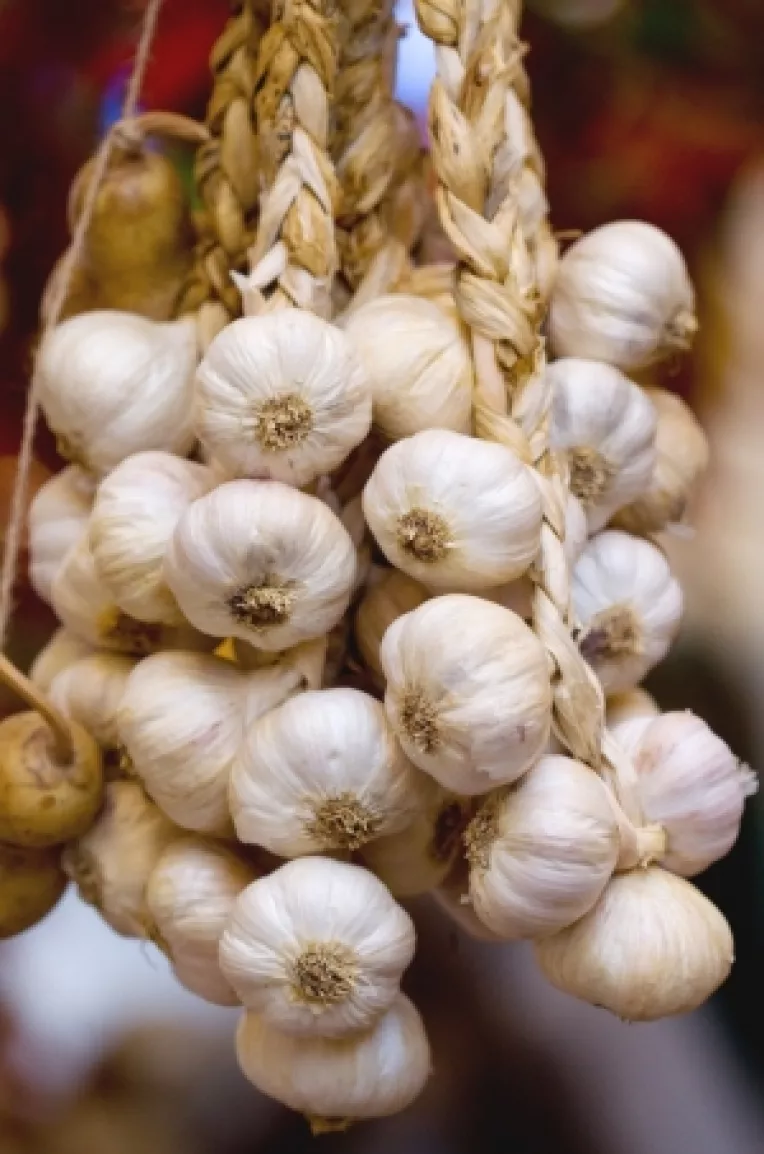 Usturoiul combate infectiile, mareste performanta sexuala, detoxifiaza, previne obezitatea si cancerul de prostata